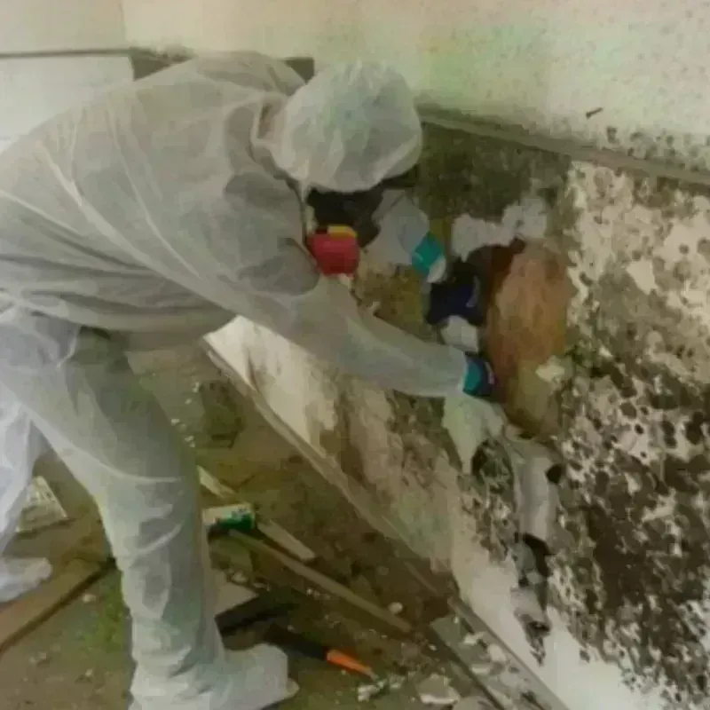 Mold Remediation and Removal in Rossford, OH